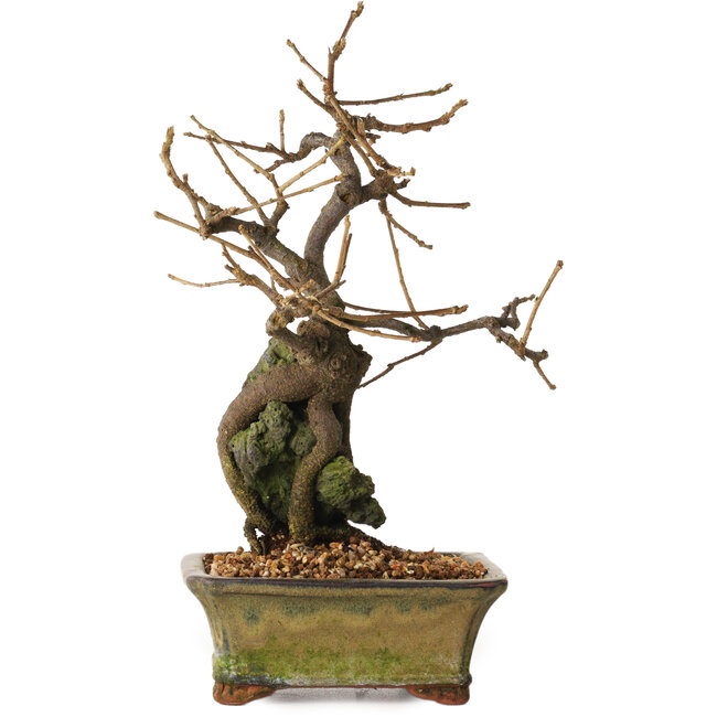 Grewia biloba Parviflora, 19 cm, ± 15 ans