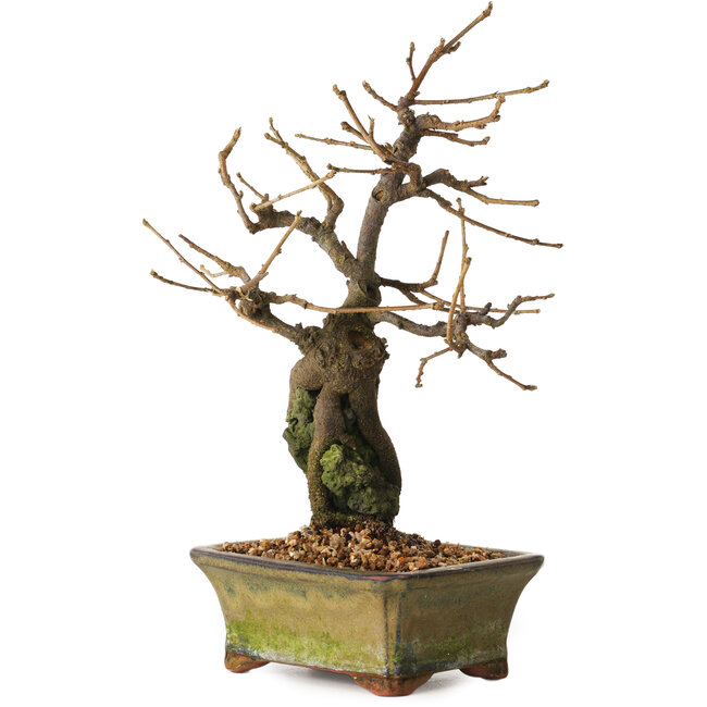 Grewia biloba Parviflora, 19 cm, ± 15 ans