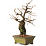 Grewia biloba Parviflora, 19 cm, ± 15 ans