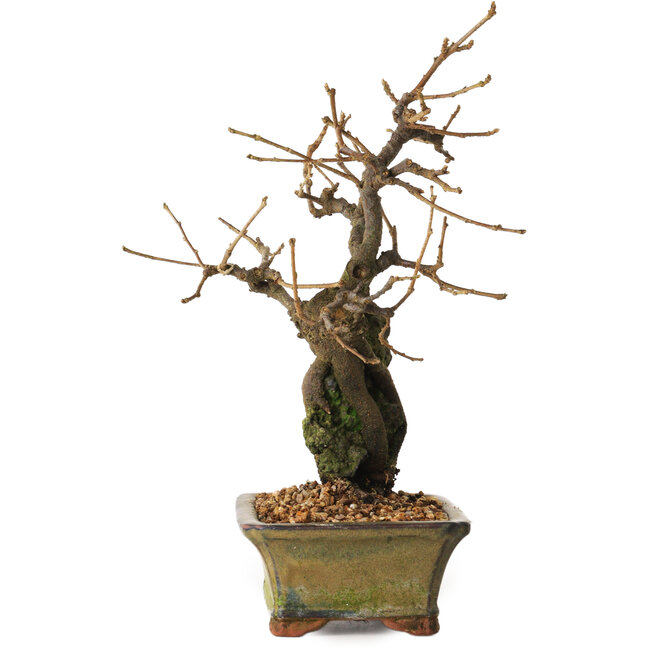 Grewia biloba Parviflora, 19 cm, ± 15 anni