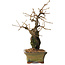 Grewia biloba Parviflora, 19 cm, ± 15 ans