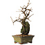 Grewia biloba Parviflora, 19 cm, ± 15 ans