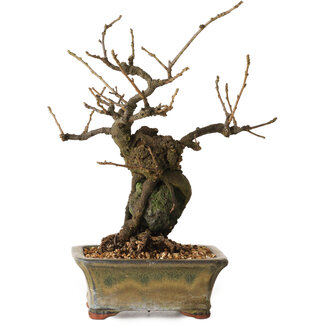 Grewia biloba Parviflora, 19 cm, ± 15 ans