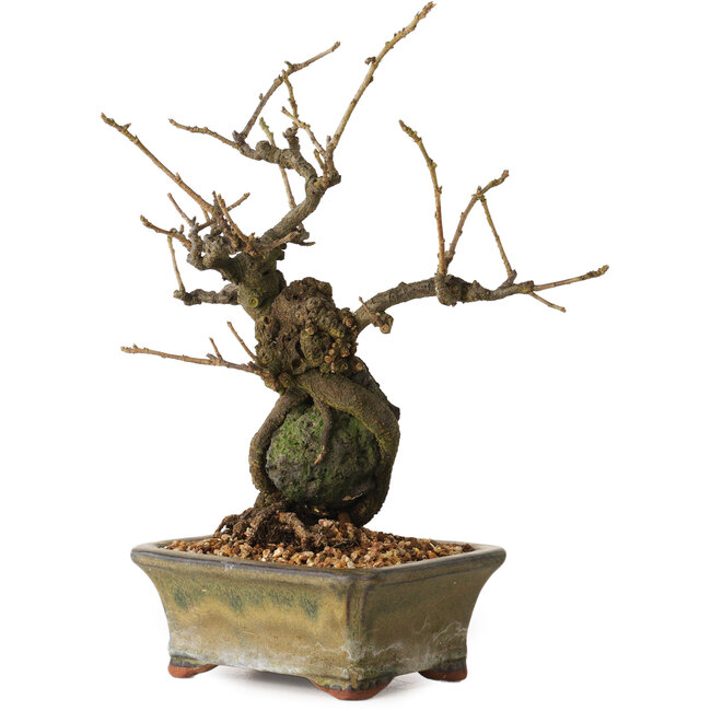 Grewia biloba Parviflora, 19 cm, ± 15 ans
