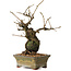 Grewia biloba Parviflora, 19 cm, ± 15 ans