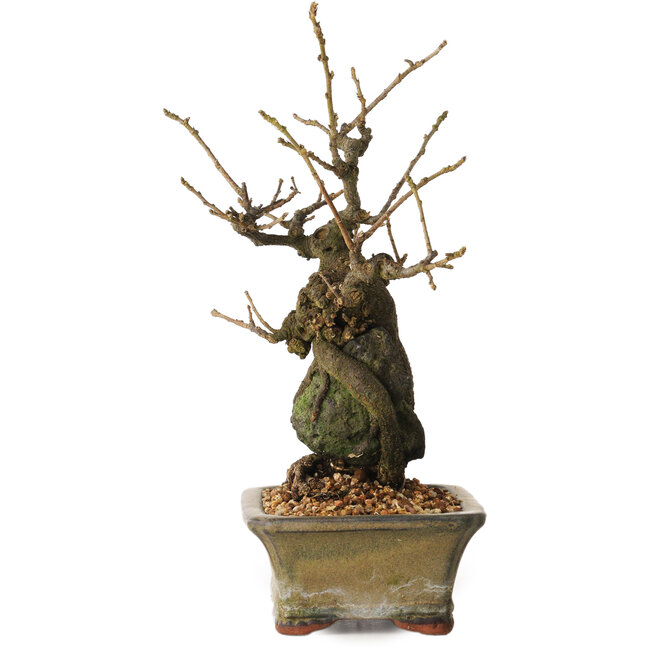 Grewia biloba Parviflora, 19 cm, ± 15 ans