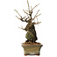 Grewia biloba Parviflora, 19 cm, ± 15 ans