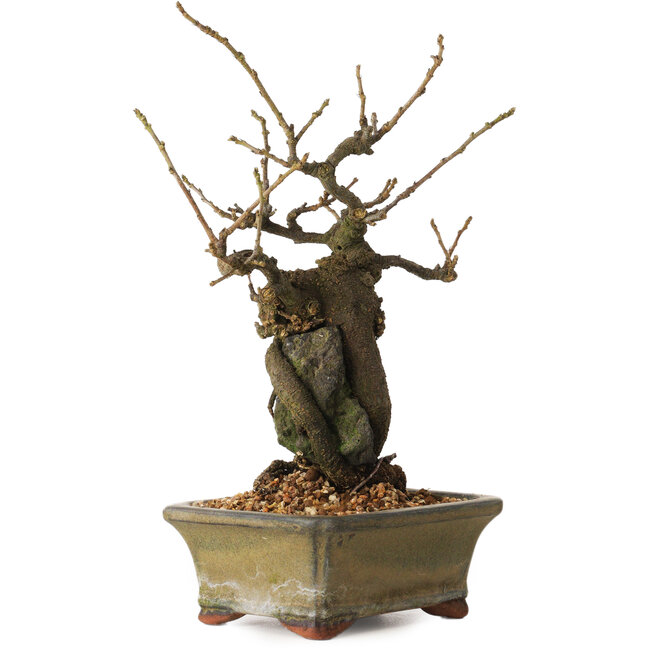 Grewia biloba Parviflora, 19 cm, ± 15 ans