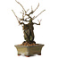 Grewia biloba Parviflora, 19 cm, ± 15 ans