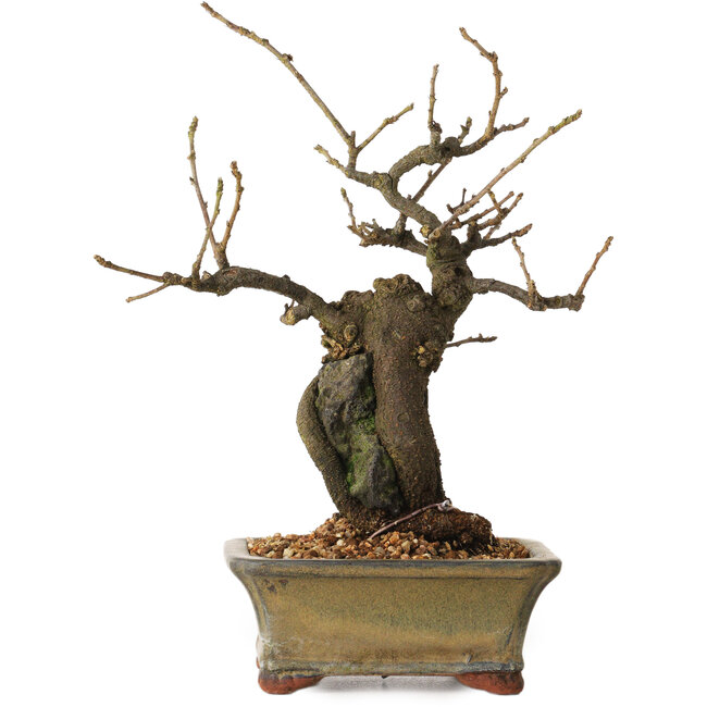 Grewia biloba Parviflora, 19 cm, ± 15 ans