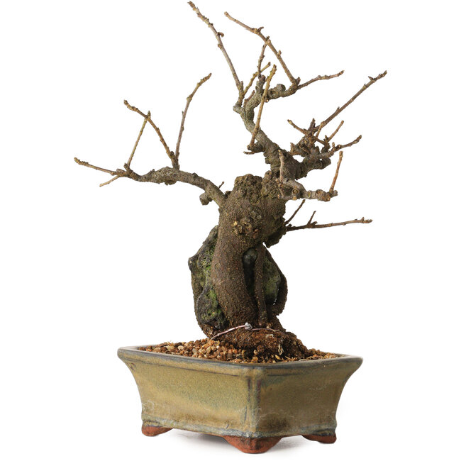 Grewia biloba Parviflora, 19 cm, ± 15 ans