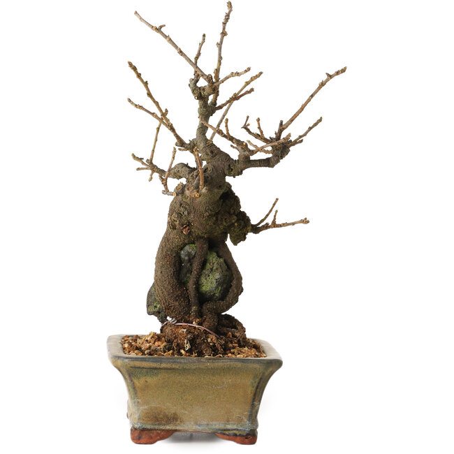 Grewia biloba Parviflora, 19 cm, ± 15 ans