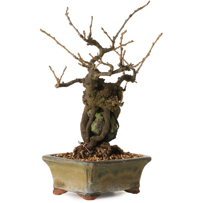 Grewia biloba Parviflora, 19 cm, ± 15 ans