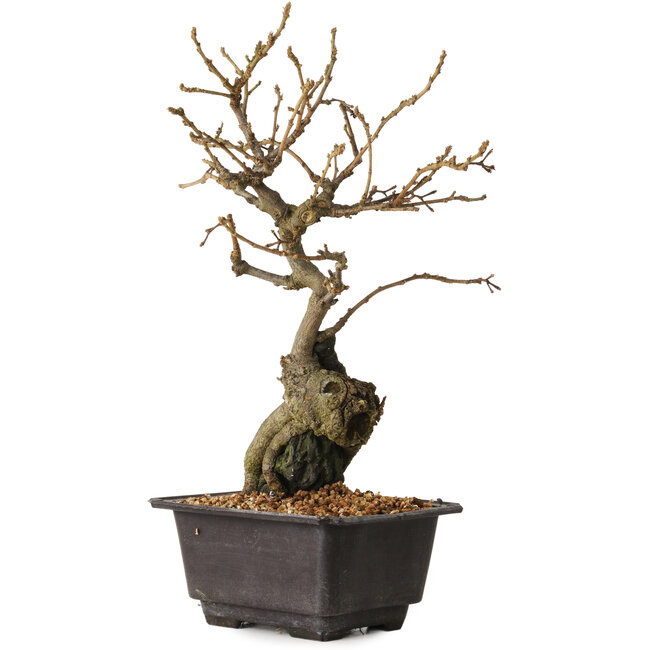 Grewia biloba Parviflora, 28 cm, ± 15 years old