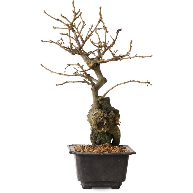 Grewia biloba Parviflora, 28 cm, ± 15 years old