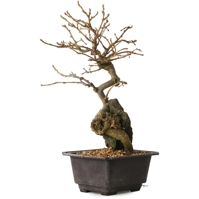 Grewia biloba Parviflora, 28 cm, ± 15 years old