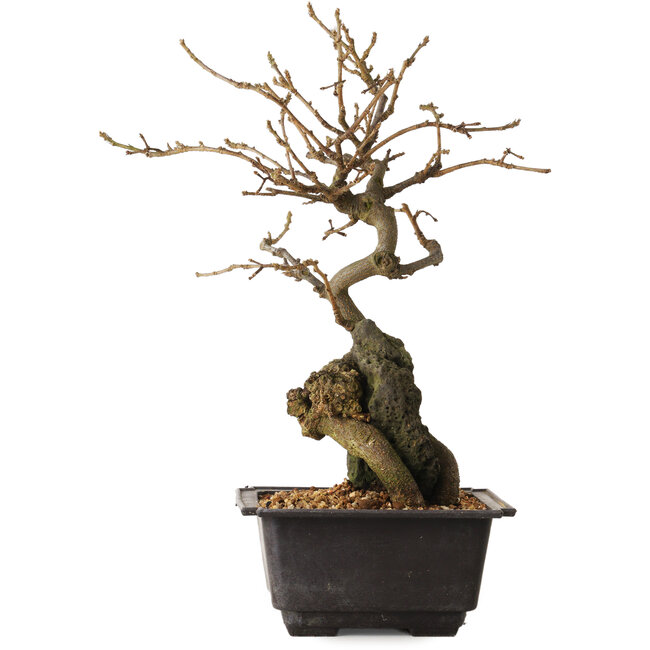 Grewia biloba Parviflora, 28 cm, ± 15 years old