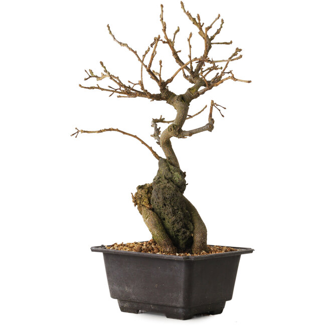 Grewia biloba Parviflora, 28 cm, ± 15 years old