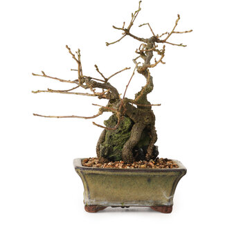 Grewia biloba Parviflora, 19 cm, ± 15 ans