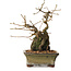 Grewia biloba Parviflora, 19 cm, ± 15 ans