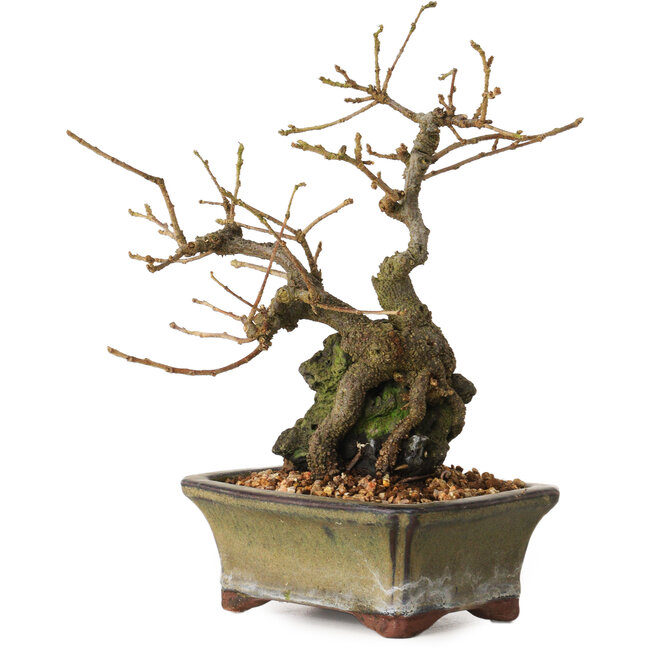 Grewia biloba Parviflora, 19 cm, ± 15 ans