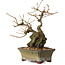 Grewia biloba Parviflora, 19 cm, ± 15 ans
