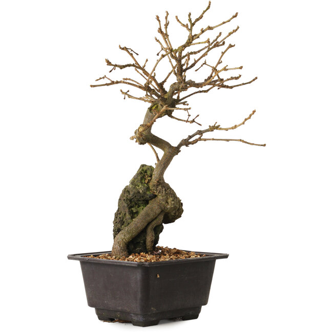 Grewia biloba Parviflora, 28 cm, ± 15 years old