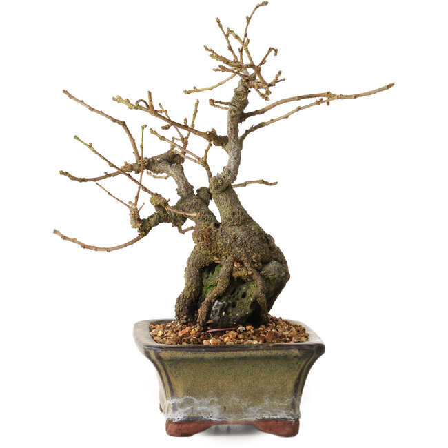 Grewia biloba Parviflora, 19 cm, ± 15 ans