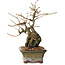Grewia biloba Parviflora, 19 cm, ± 15 ans