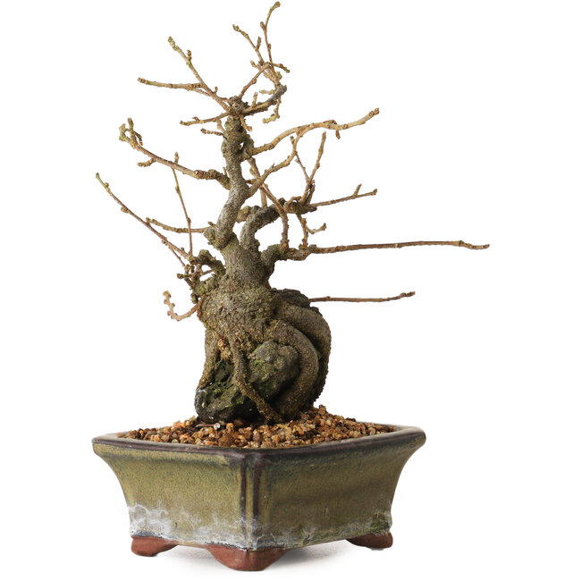 Grewia biloba Parviflora, 19 cm, ± 15 años de edad