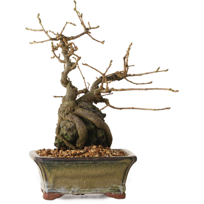 Grewia biloba Parviflora, 19 cm, ± 15 ans
