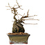 Grewia biloba Parviflora, 19 cm, ± 15 ans