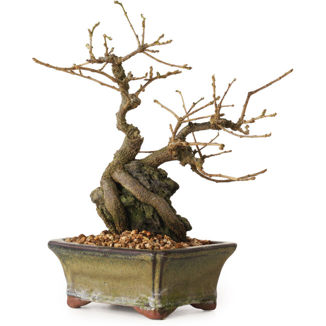 Grewia biloba Parviflora, 19 cm, ± 15 ans