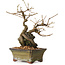 Grewia biloba Parviflora, 19 cm, ± 15 ans