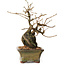 Grewia biloba Parviflora, 19 cm, ± 15 ans