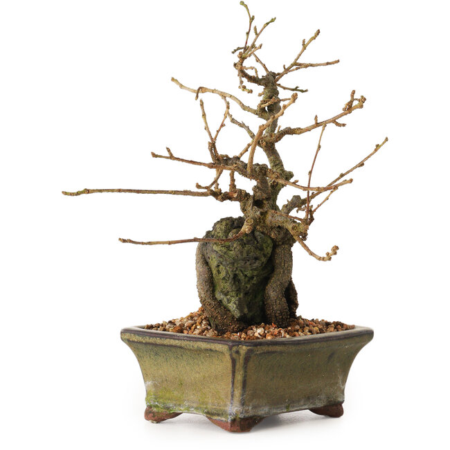 Grewia biloba Parviflora, 19 cm, ± 15 ans