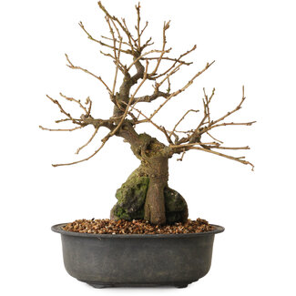 Grewia biloba Parviflora, 19 cm, ± 15 ans