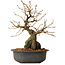 Grewia biloba Parviflora, 19 cm, ± 15 ans