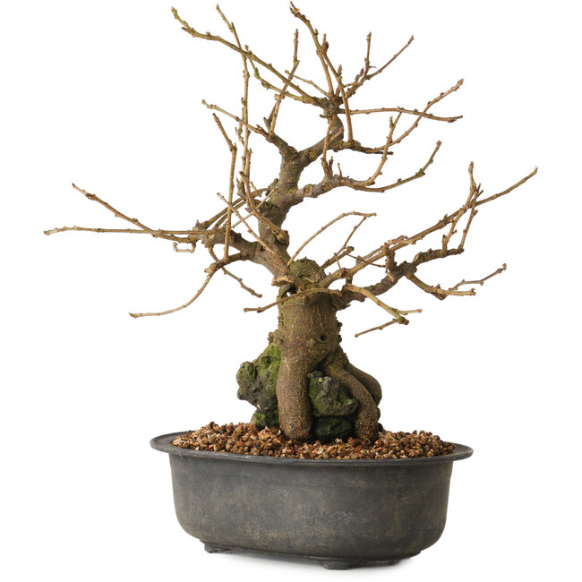 Grewia biloba Parviflora, 19 cm, ± 15 ans