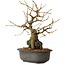 Grewia biloba Parviflora, 19 cm, ± 15 ans
