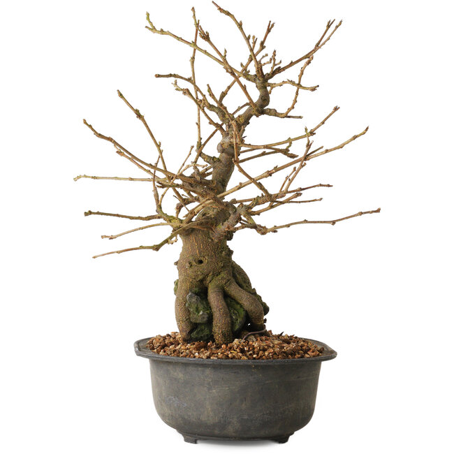 Grewia biloba Parviflora, 19 cm, ± 15 ans