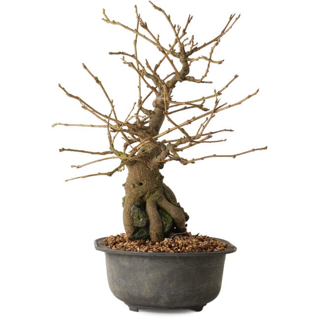 Grewia biloba Parviflora, 19 cm, ± 15 years old