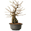 Grewia biloba Parviflora, 19 cm, ± 15 ans