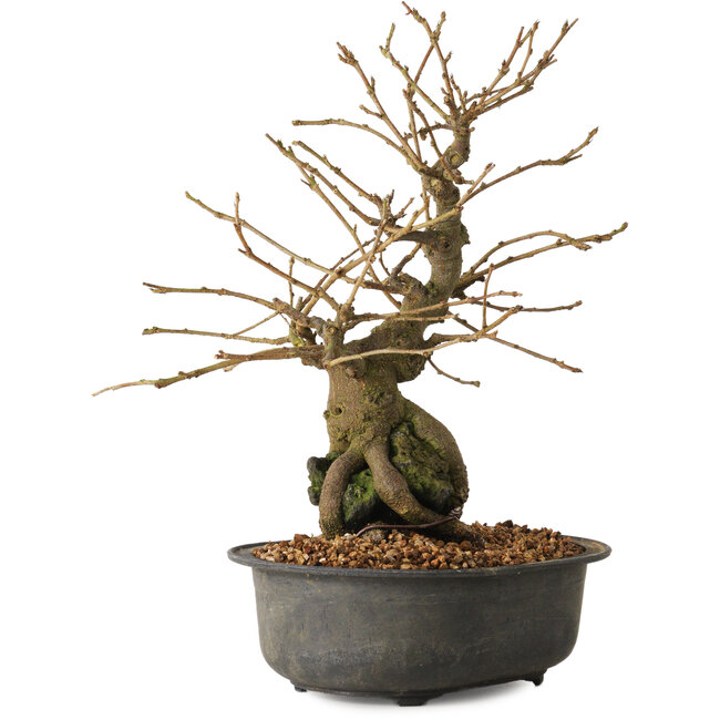 Grewia biloba Parviflora, 19 cm, ± 15 ans
