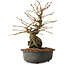 Grewia biloba Parviflora, 19 cm, ± 15 ans
