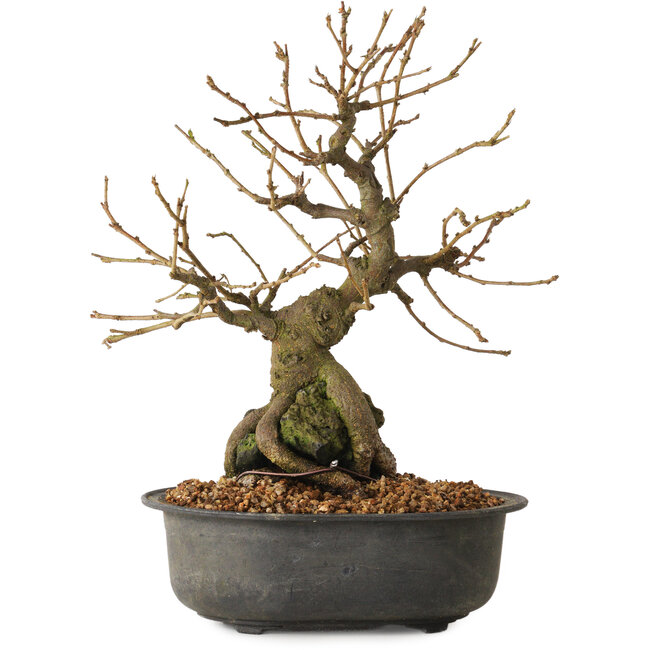 Grewia biloba Parviflora, 19 cm, ± 15 ans