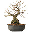 Grewia biloba Parviflora, 19 cm, ± 15 ans