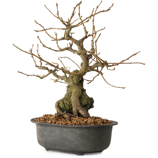 Grewia biloba Parviflora, 19 cm, ± 15 ans