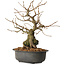 Grewia biloba Parviflora, 19 cm, ± 15 ans