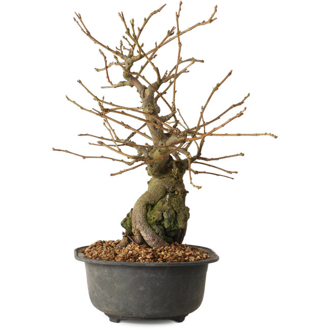 Grewia biloba Parviflora, 19 cm, ± 15 ans